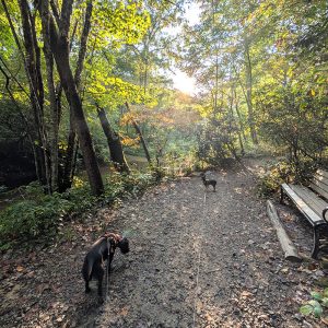 Dogs at the NC Arboretum